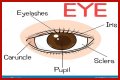 Body part with a pupil