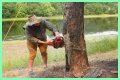 Cut down as a tree limb