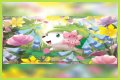 want shiny shaymin | Bulbagarden