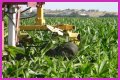 Why do farmers cut the tassels off corn?